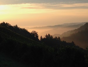 IMG_6921